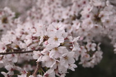 桜in松山ver2