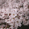 桜in松山ver2