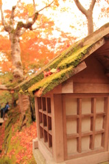秋の京都（常寂光寺にて）