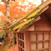 秋の京都（常寂光寺にて）
