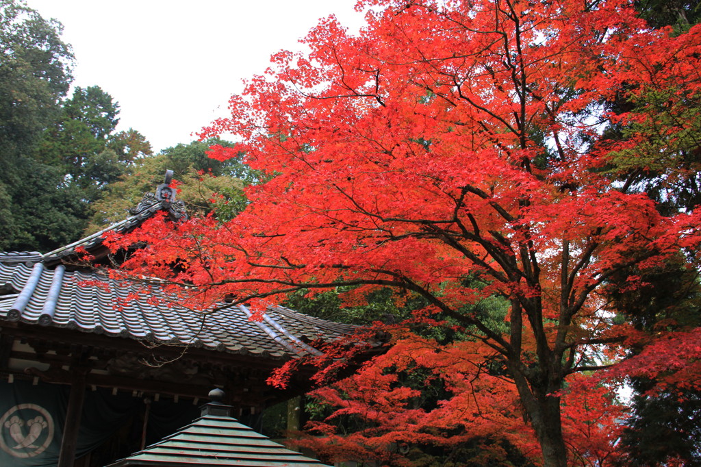 紅葉