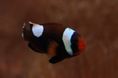 美ら海水族館