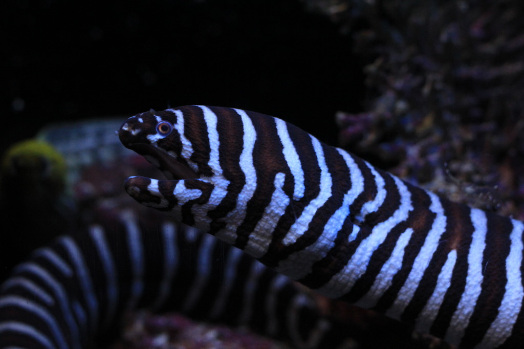 美ら海水族館