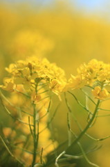 菜の花