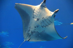 美ら海水族館