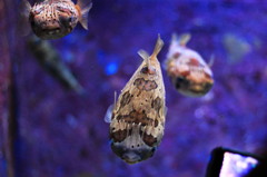 美ら海水族館