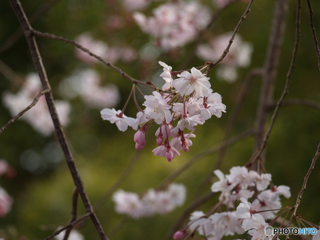 桜の花に