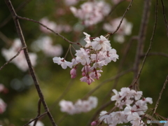 桜の花に