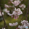 桜の花に