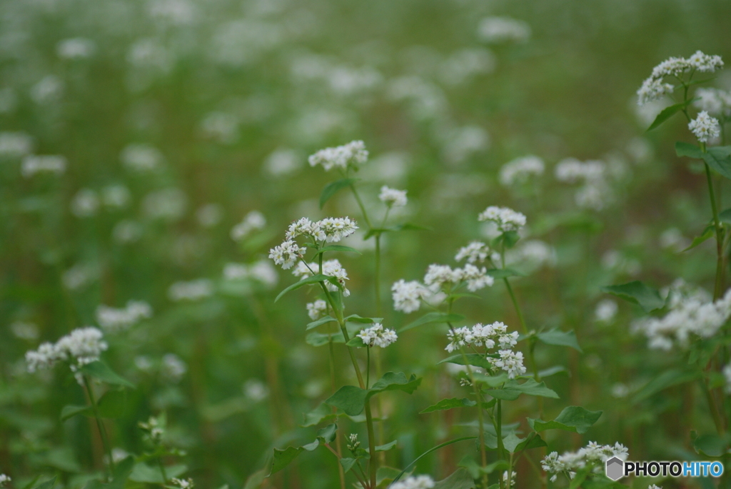 蕎麦の花