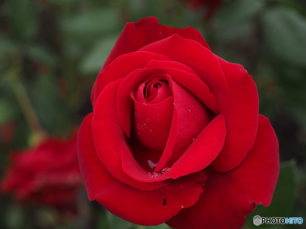 薔薇