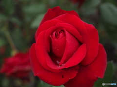 薔薇