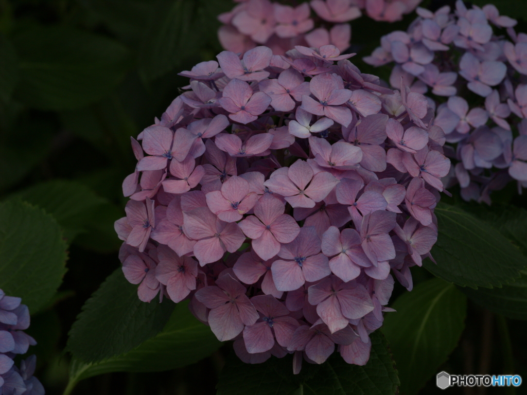 紫陽花②