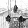 【スルーOK】縁起物