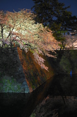 小倉城外堀夜桜