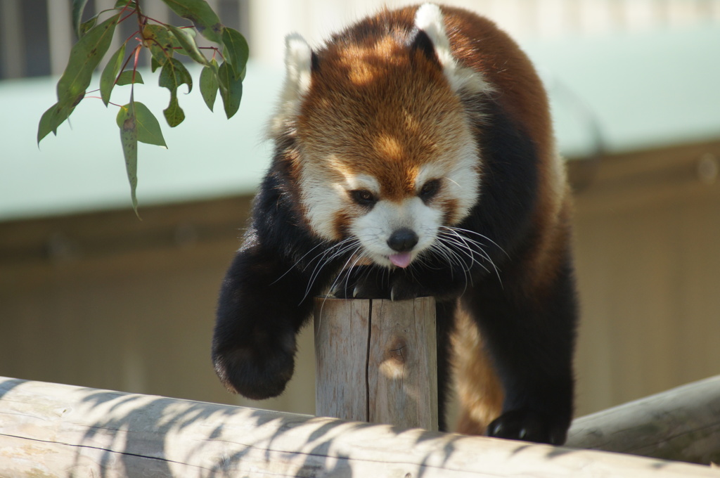 レッサーパンダ