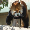 レッサーパンダ