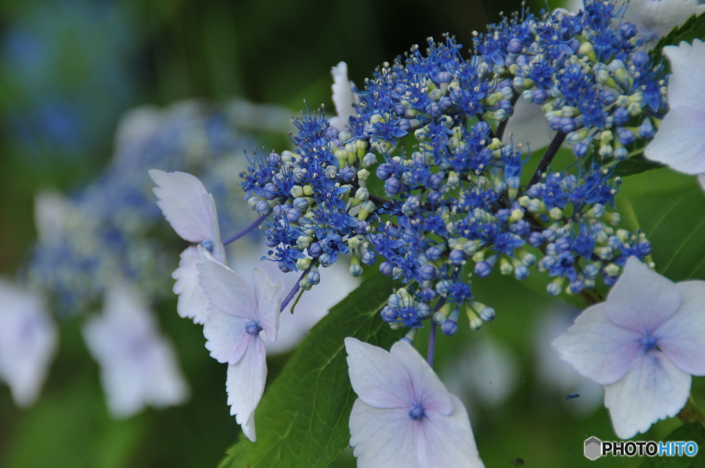 額紫陽花