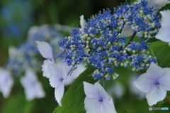 額紫陽花