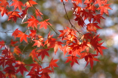 紅葉
