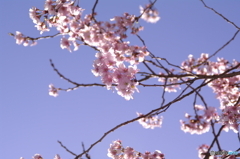 山桜