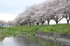 春風を観る