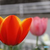 ちゅーりっぷの花が