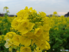 菜の花