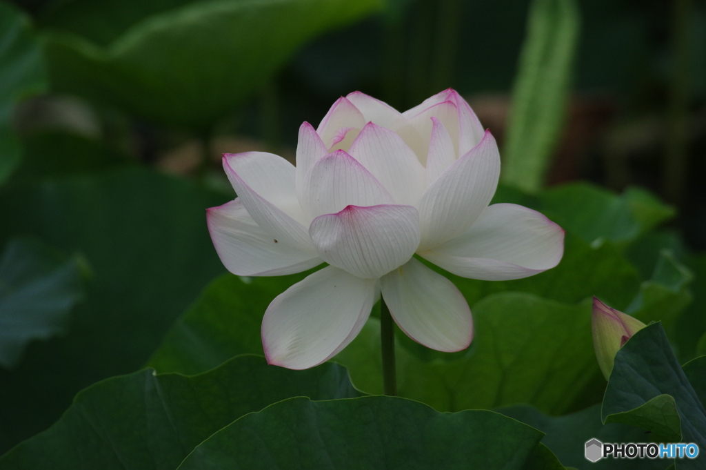 蓮の花