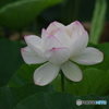 蓮の花