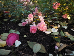 secretGarden