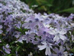 この花の名前を