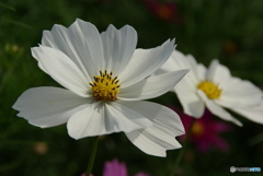 白秋桜