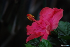 夏の名残
