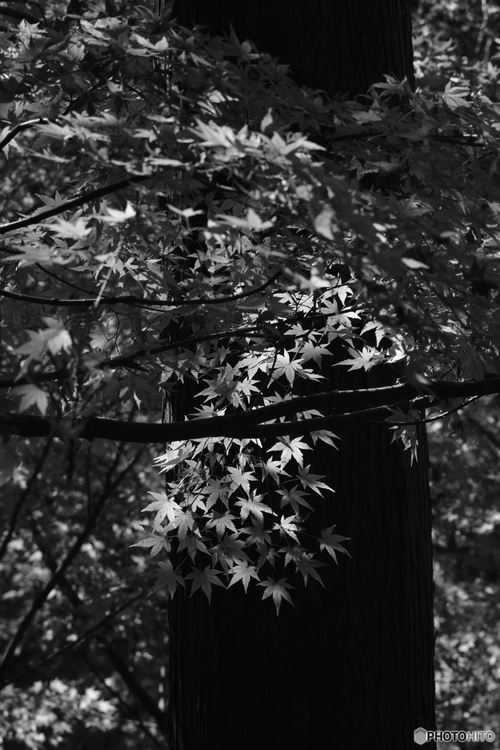 autumn leaves　①