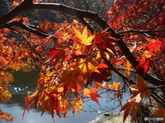Autumnday's