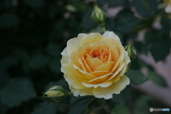 Rose’ｓ