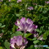 蓮華