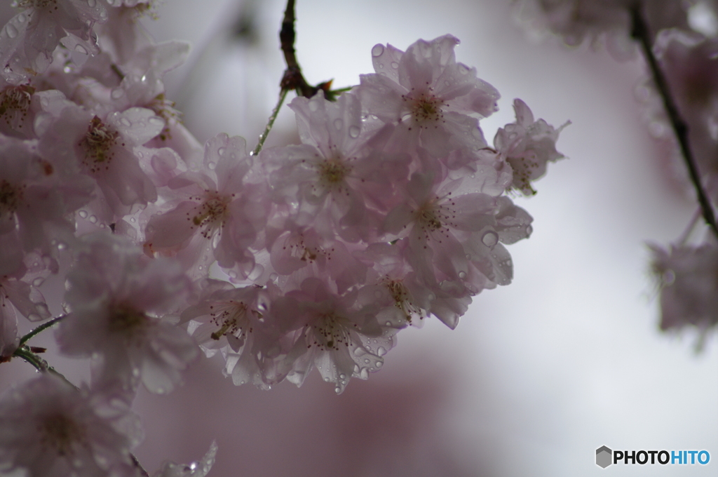 雨に濡れて