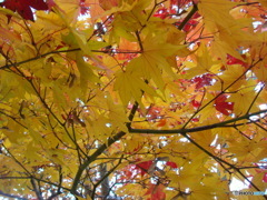 yellow’ｓ