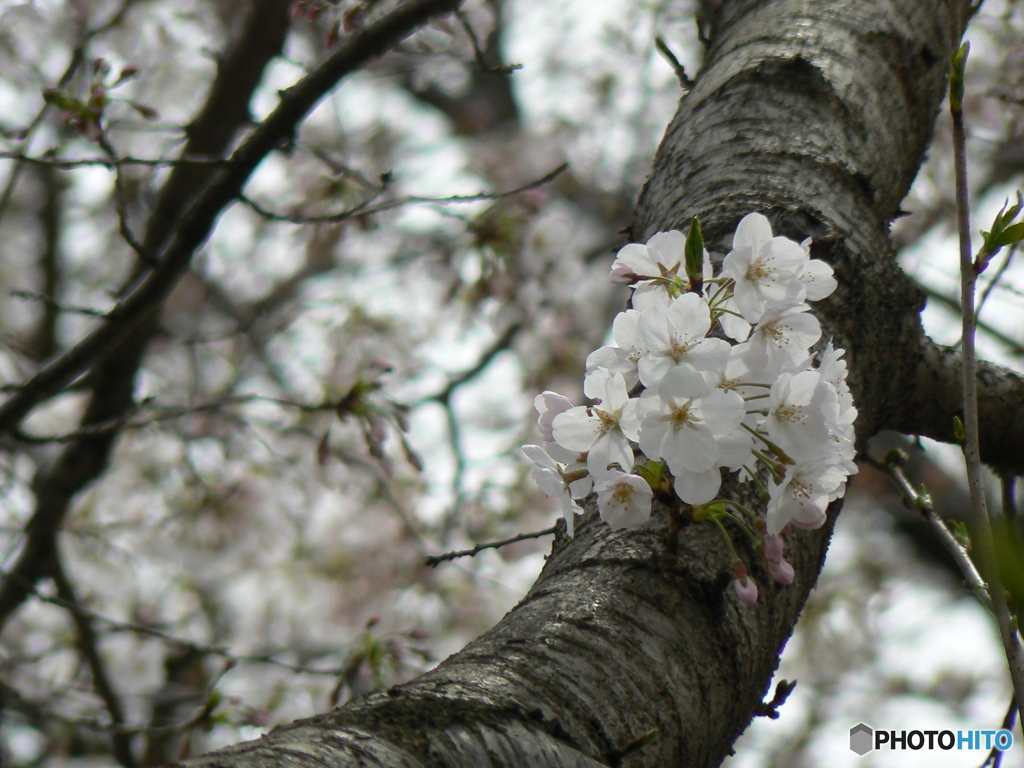 桜の淡い色は