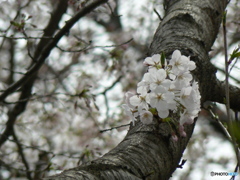 桜の淡い色は