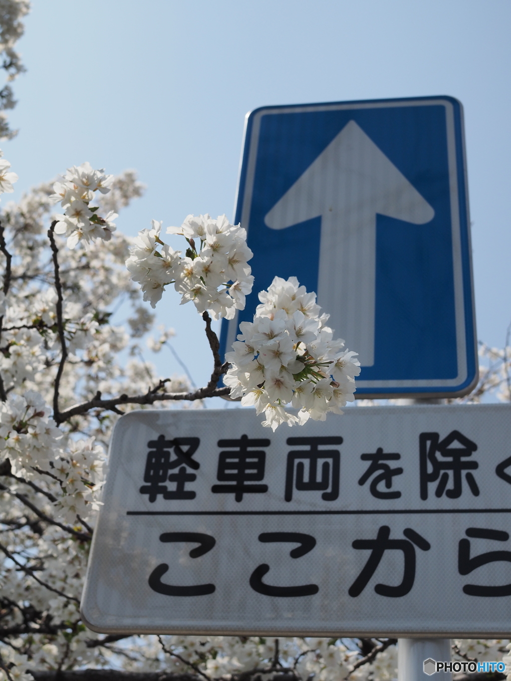 春の一方通行