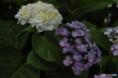 紫陽花③