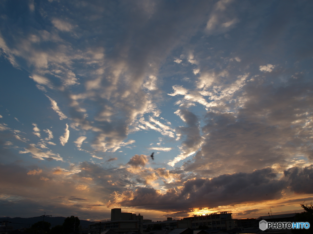 夕暮れ蝙蝠