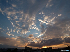 夕暮れ蝙蝠