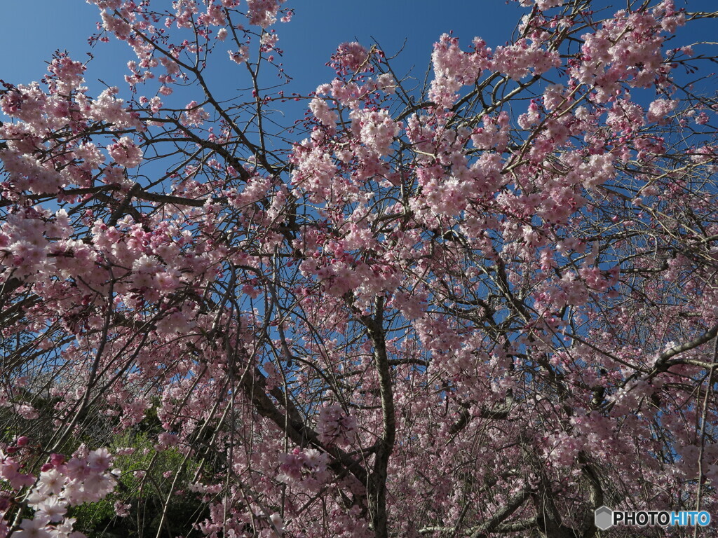 枝垂八重桜