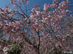枝垂八重桜