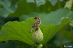 蓮に雀