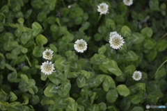 白詰草
